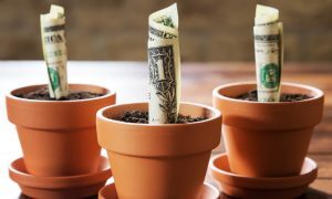 Money planted in different pots